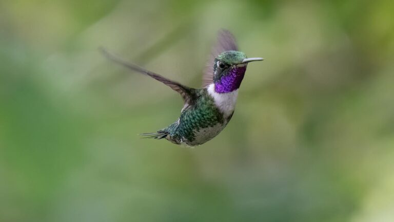 Close-up of a vibrant hummingbird in flight, showcasing its iridescent plumage.