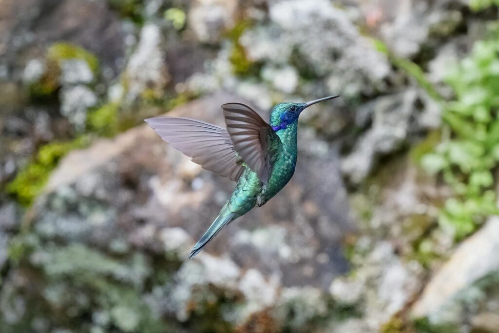 A sparkling violetear hummingbird hovers in flight, displaying its vibrant blue and green feathers.