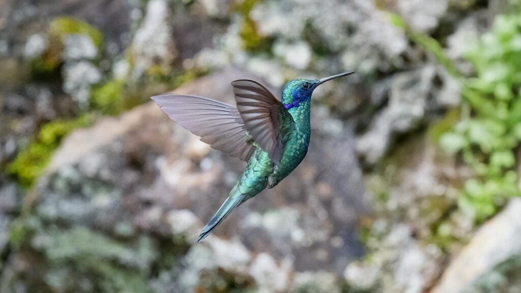 A sparkling violetear hummingbird hovers in flight, displaying its vibrant blue and green feathers.
