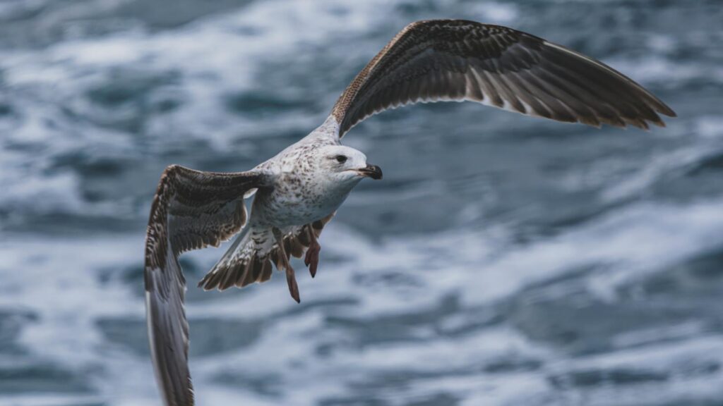 A Heuglin's Gullmid-flight flapping wings over the open sea.