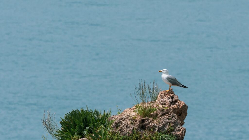 Seagull resting on a rock by the coast