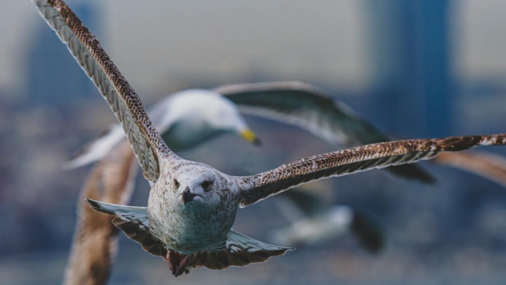 Herring Gull flying in front of other gulls