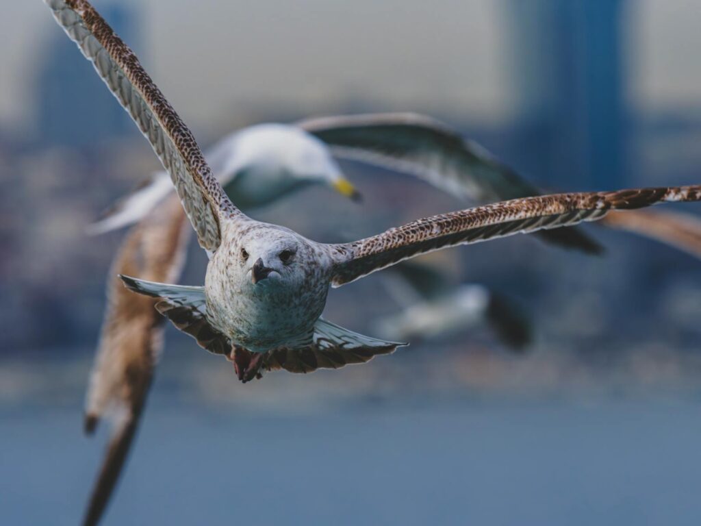 A European herring gull soars, wings spread, a vision of freedom in flight.