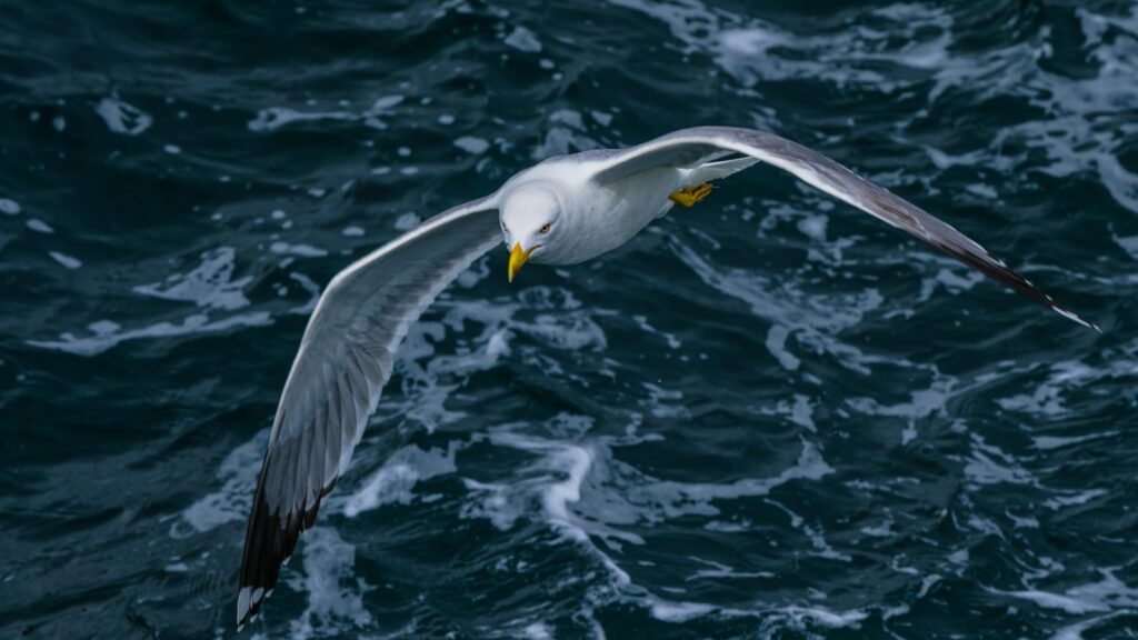 Gull flying over ocean water with white-capped waves.