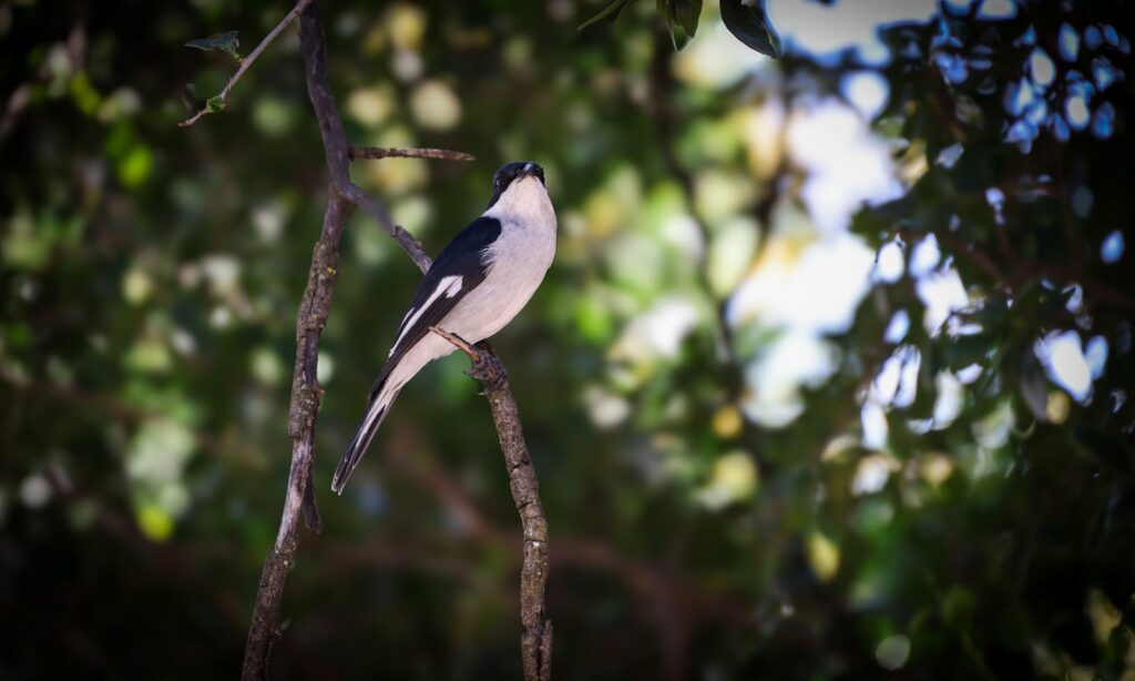 A black and white Fiscal Flycatcher perches on a branch.