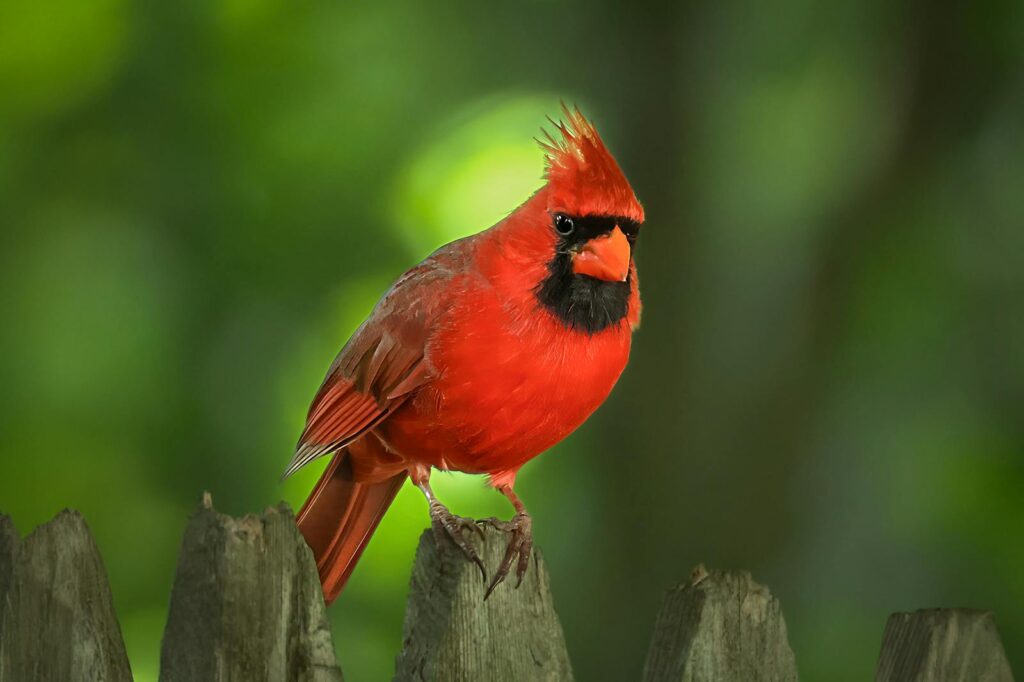 A vibrant Northern cardinal perches.