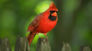 A cardinal perched on wooden fence in backyard