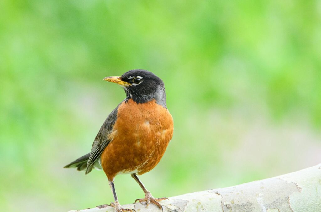 An American robin perches gracefully on a branch.