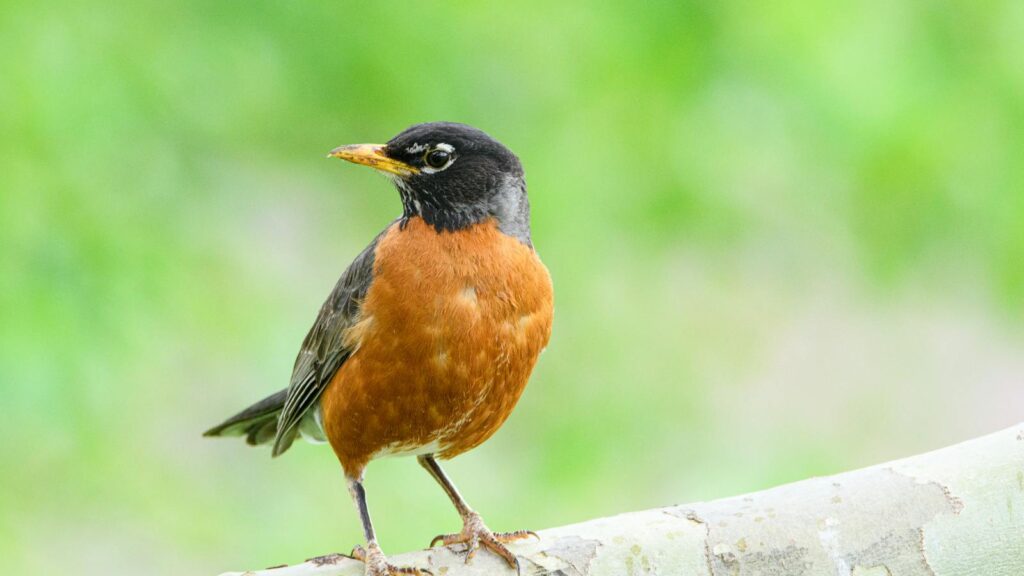 An American robin perches gracefully on a branch.