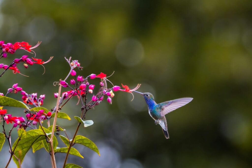 Vibrant Hummingbird Feeding on Red Flowers in Nature.