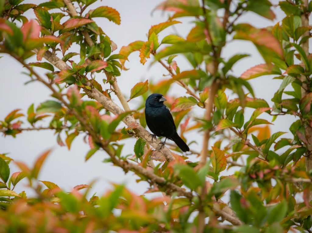 A Blue-black grassquit perches on a thin branch.