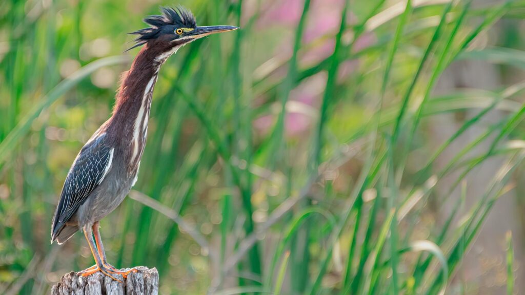 Green Heron standing on wooden post with neck fully extended