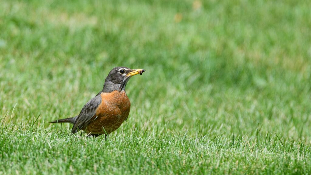 American Robin standing on green grass holding insect in its beak
