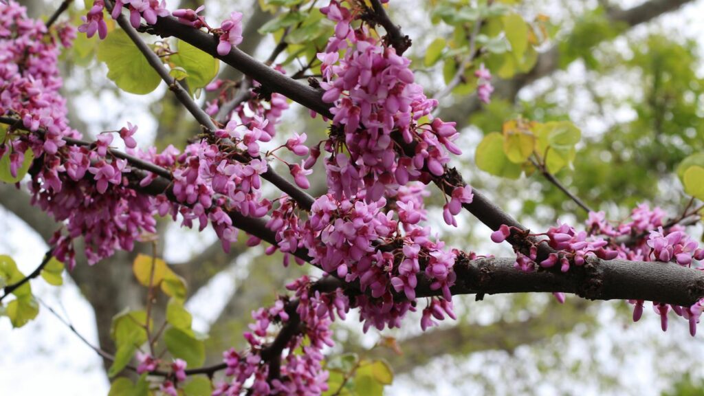"Eastern Redbud tree covered in vivid pink spring blossoms