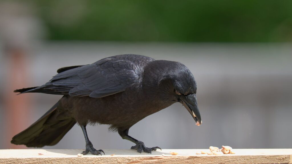 Crow perched on a wooden railing, eating peanuts
