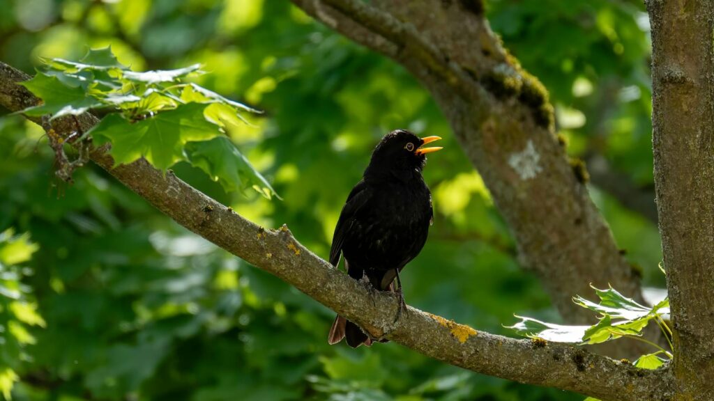 Common Blackbird vocalizing from a branch