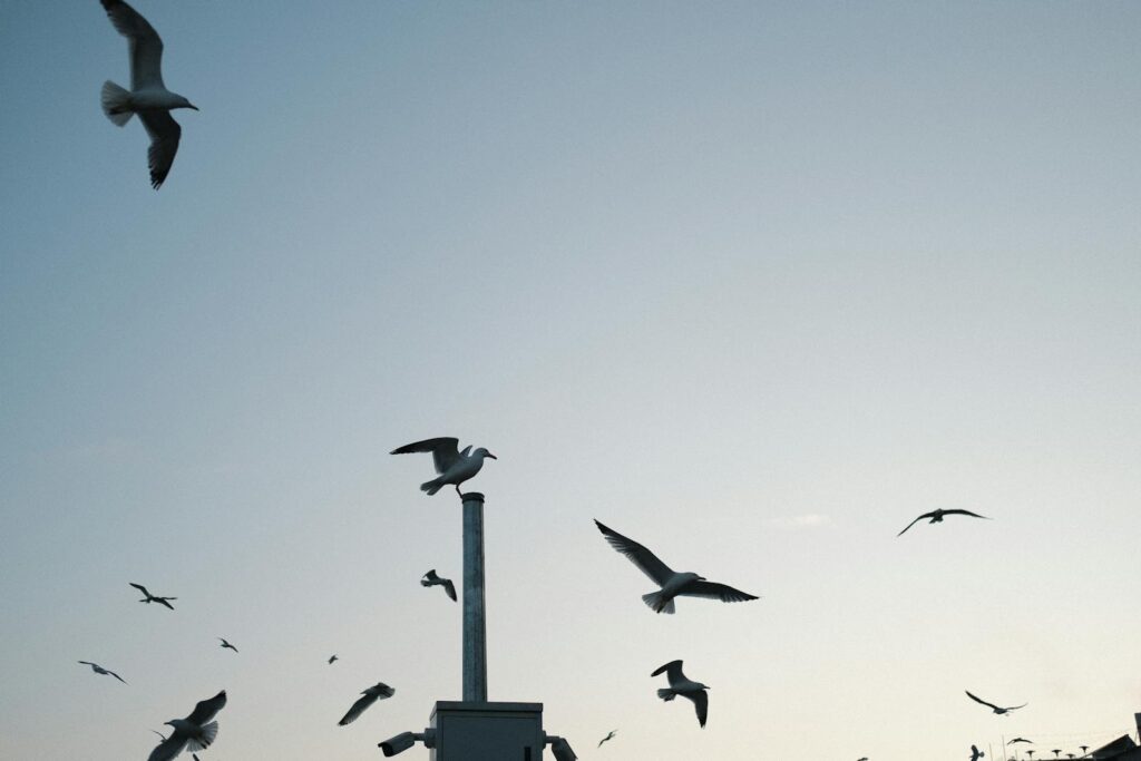 Gulls fly and perch against a pale sky.