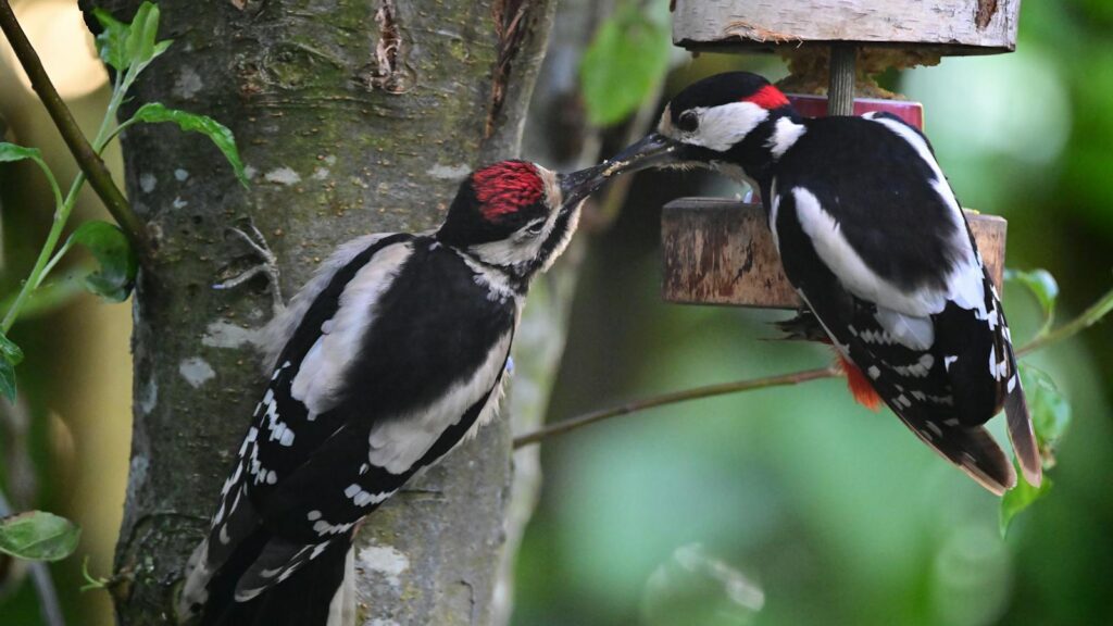 Two Great Spotted Woodpeckers feeding on a bird feeder hanging on a tree.