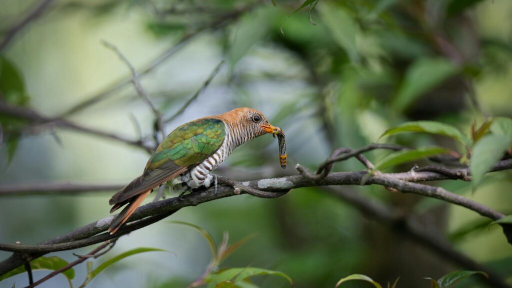Colorful cuckoo bird perched on a branch with caterpillar in beak