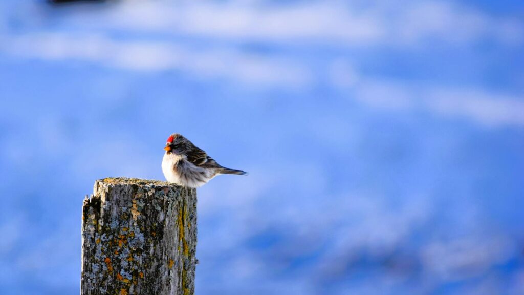 Bird perched on wooden post with soft, snowy background 