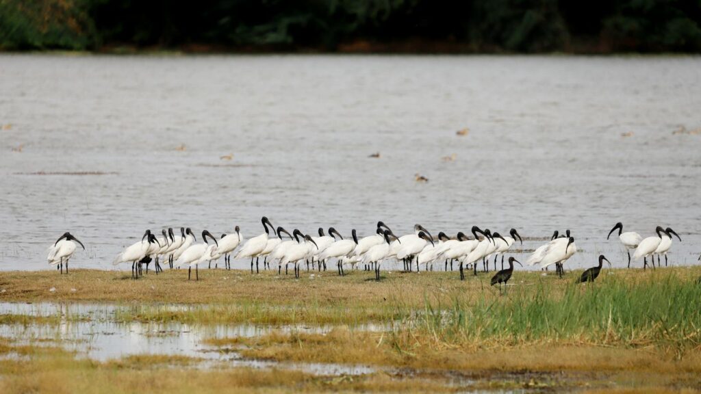 Flock of ibis birds standing on the edge of a calm lake shore