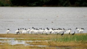 Flock of ibis birds standing on the edge of a calm lake shore