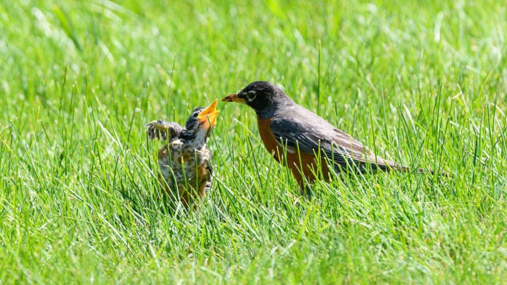 Mother robin and baby robin together on grass
