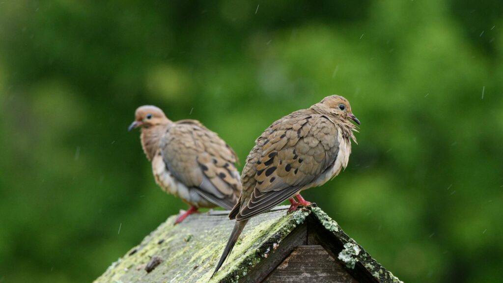 Pair of Mourning Doves on birdhouse roof during a rainy day