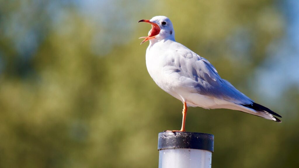 Gull perched on top of a pole with its beak open