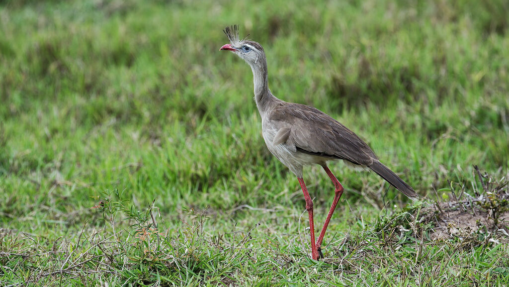 Red-Legged Seriema standing tall in a grassy field,