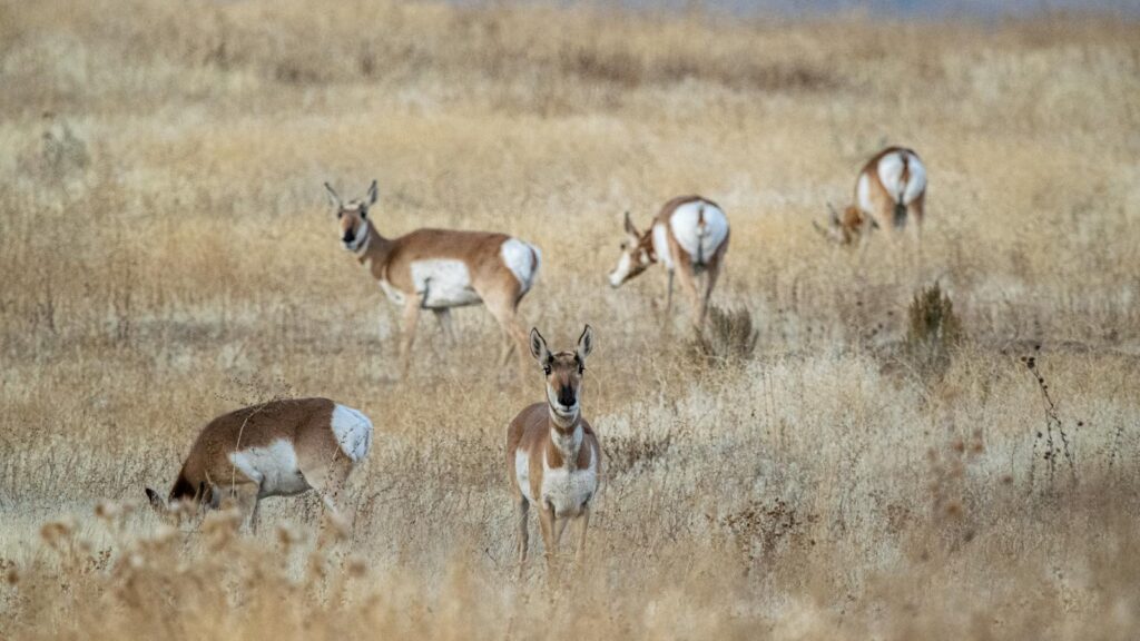 Herd of pronghorns grazing on a dry grass field
