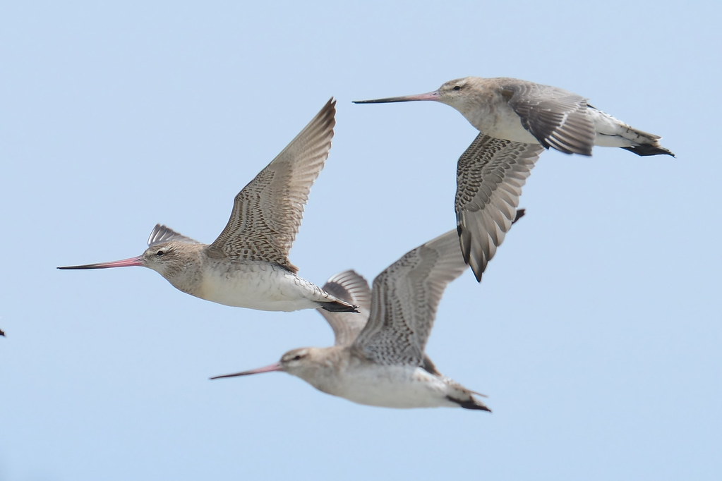 Three Bar-Tailed Godwits soar gracefully with outstretched wings.