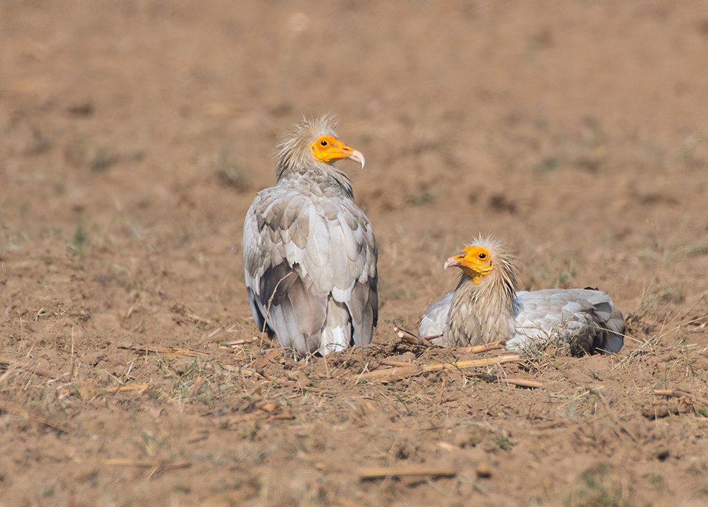 Two Egyptian vultures with yellow faces and white feathers are resting on the ground.