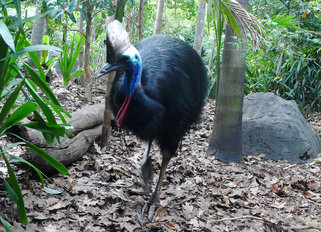A Southern Cassowary walks through a leafy forest.