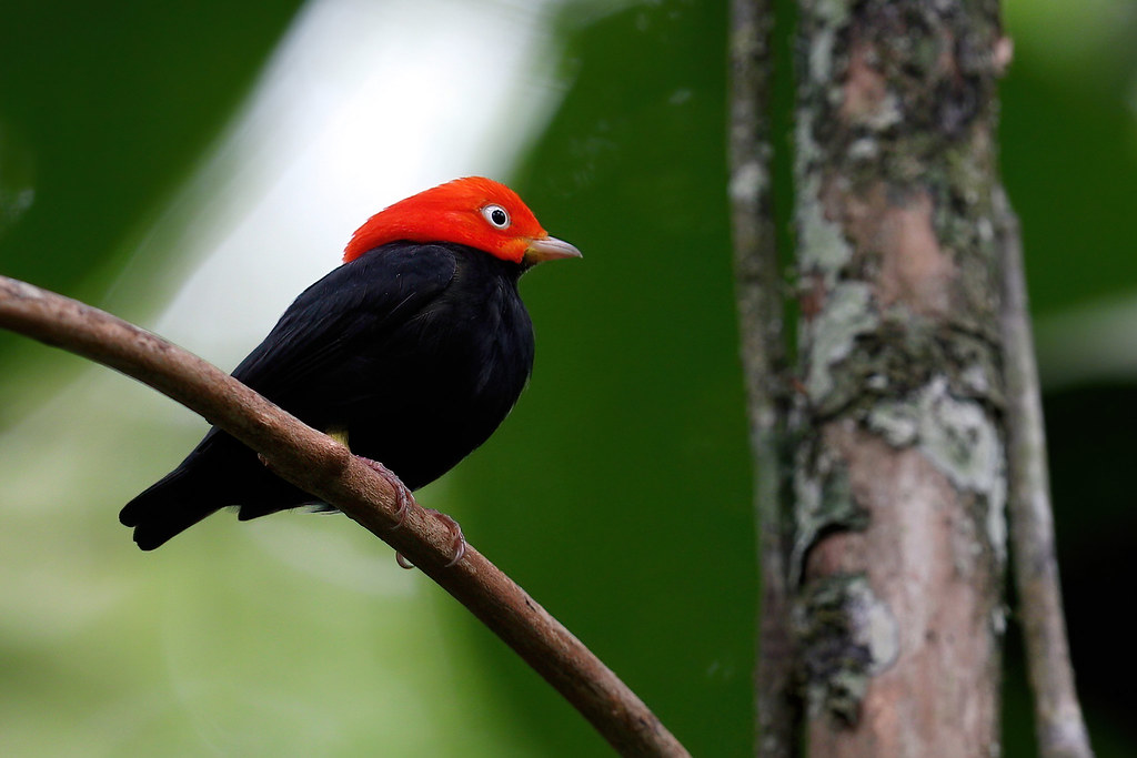 A Red-capped Manakin perches on a branch in a tropical forest.