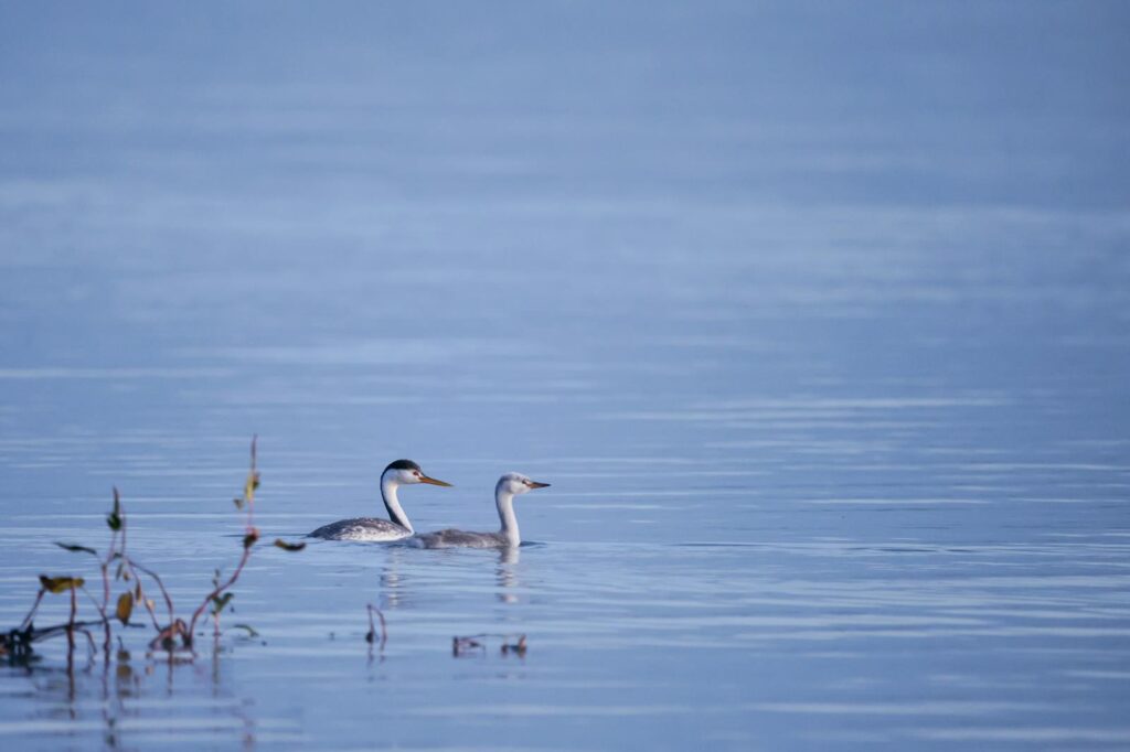 A pair of Western Grebes swimming on a calm lake, surrounded by tranquil water.