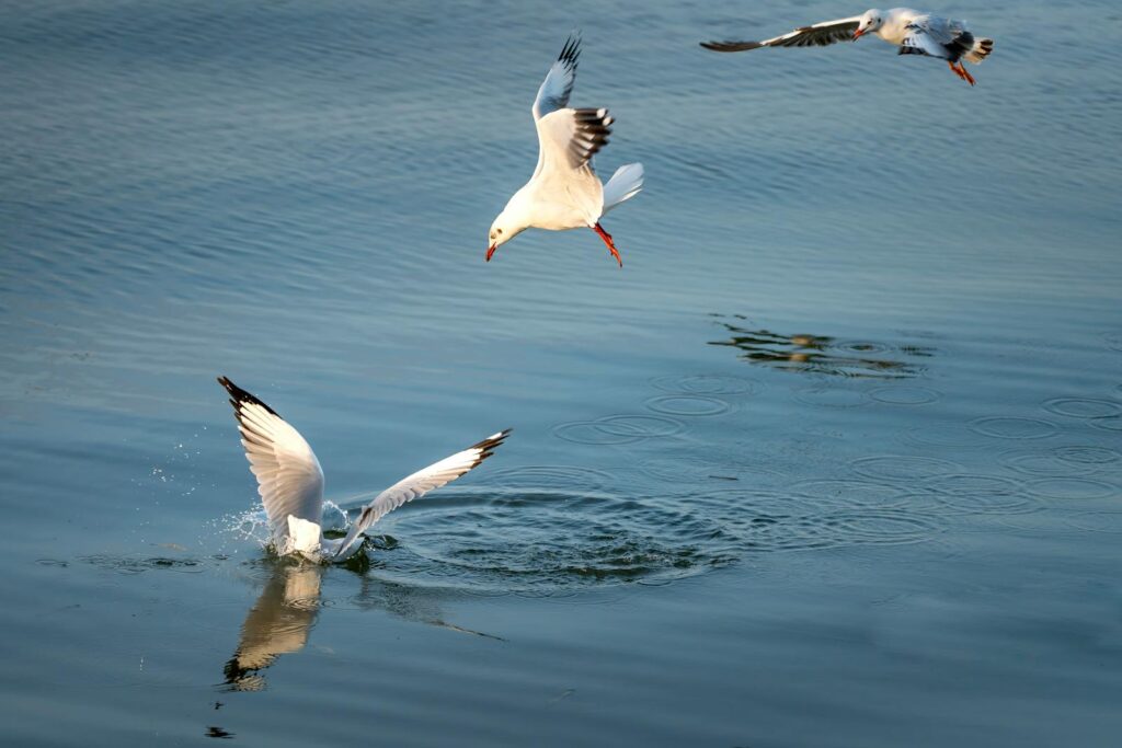 Several gulls are in flight and diving over the water.