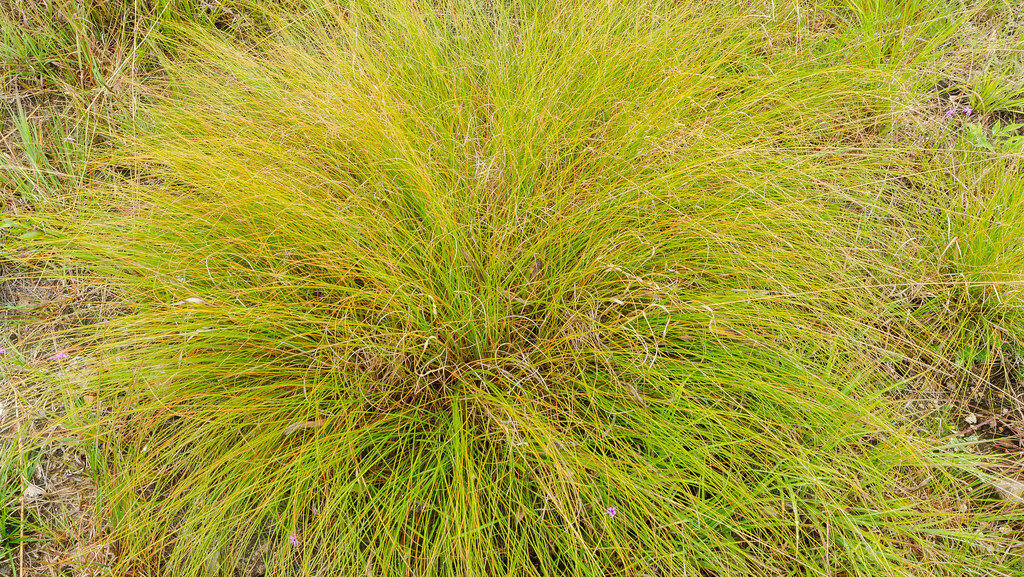 Prairie Dropseed plant with fine, grassy leaves