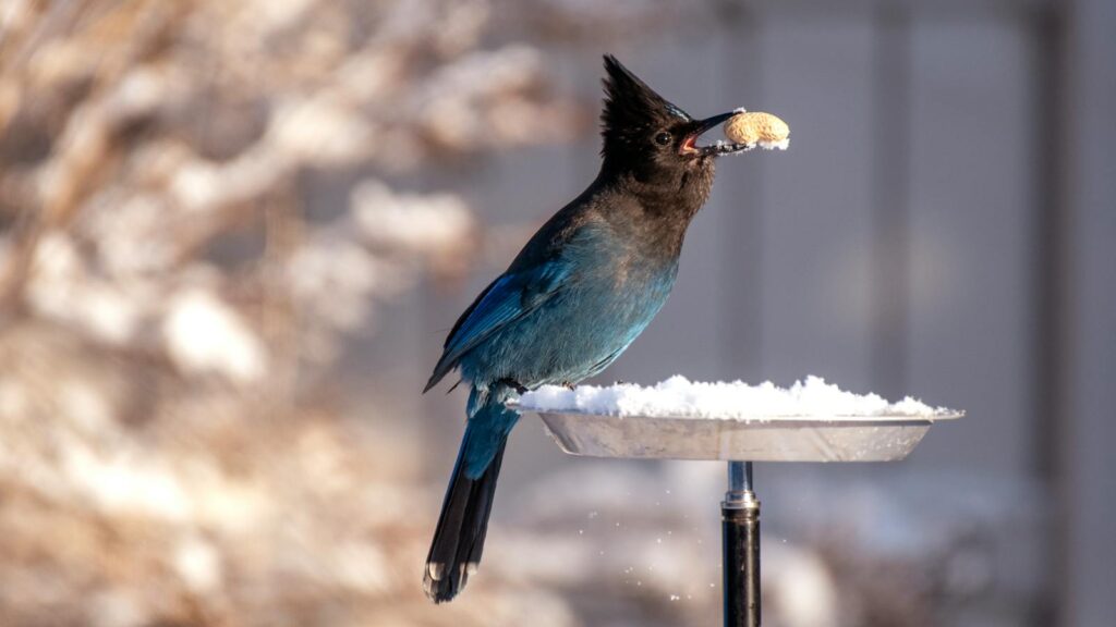 Steller's Jay with a peanut on beak perched on a snow-covered bird bath