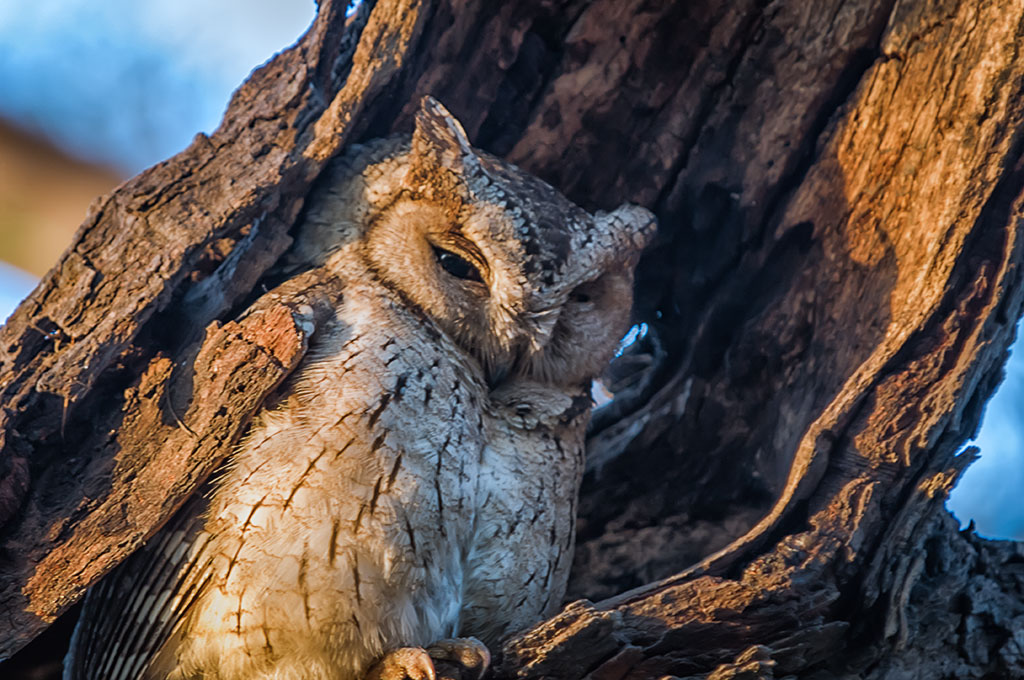 An Indian Scops Owl is camouflaged against the bark of a tree.