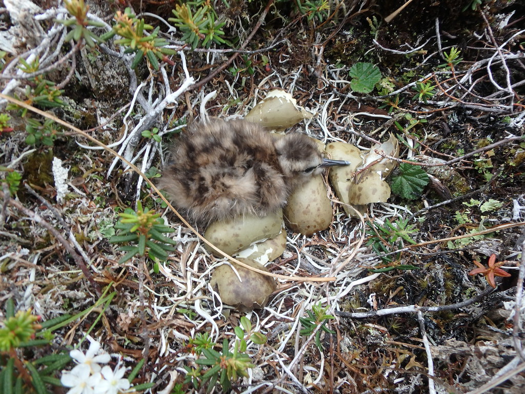 A newly hatched Bar-Tailed Godwit chick rests in its nest with mottled eggshells.