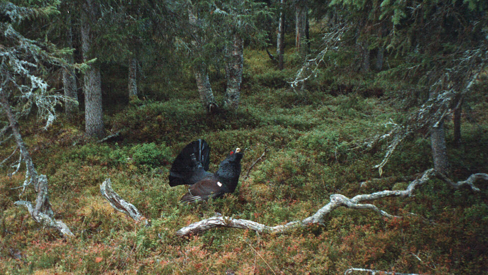 Capercaillie standing on forest floor, cawing with beak open
