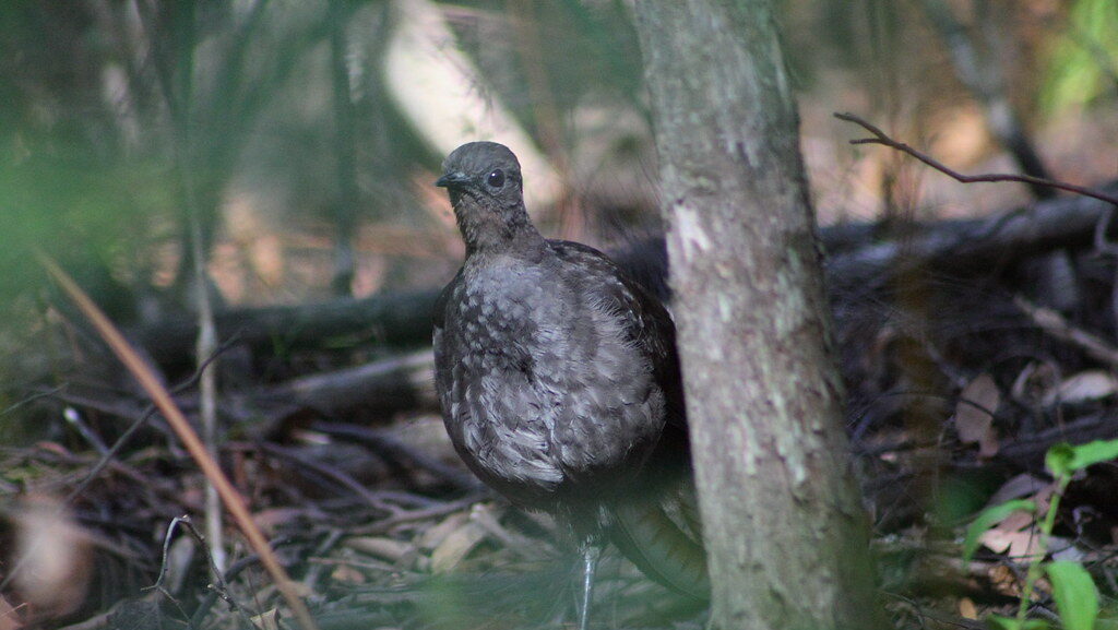 Lyrebird partially hidden behind a tree in its natural forest habitat