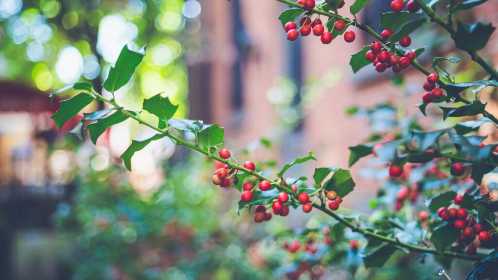 Rosehip fruit on branch in backyard setting