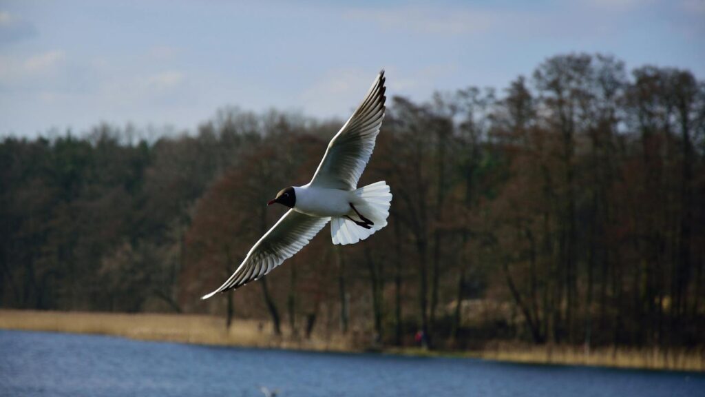 Gull in mid-flight above a tranquil lake with forested shoreline