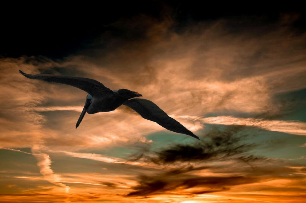A majestic pelican glides through the vibrant sky at sunset, showcasing nature's beauty.