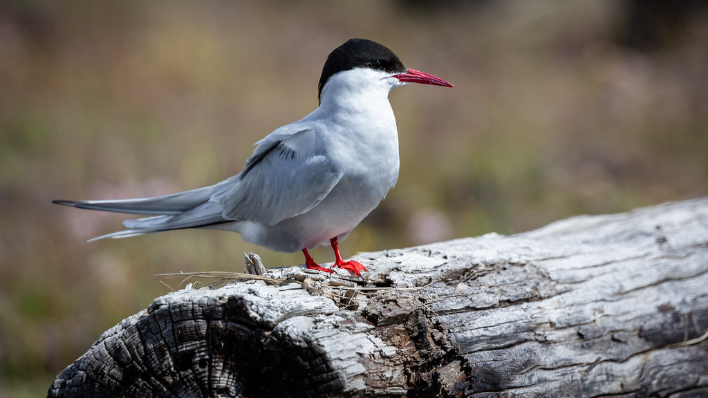 An Arctic Tern with a black cap and red beak stands on a log.