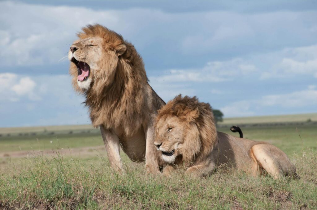 Two majestic lions rest in a grassy field under a cloudy sky.