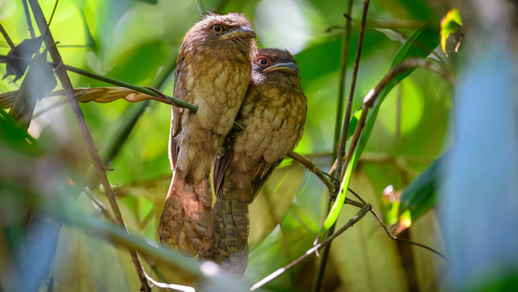 Pair of Gould's Frogmouths perched closely together