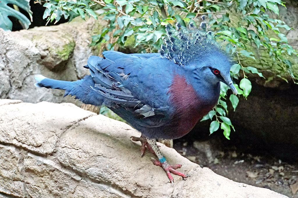 A Victoria Crowned Pigeon perched on a rock.